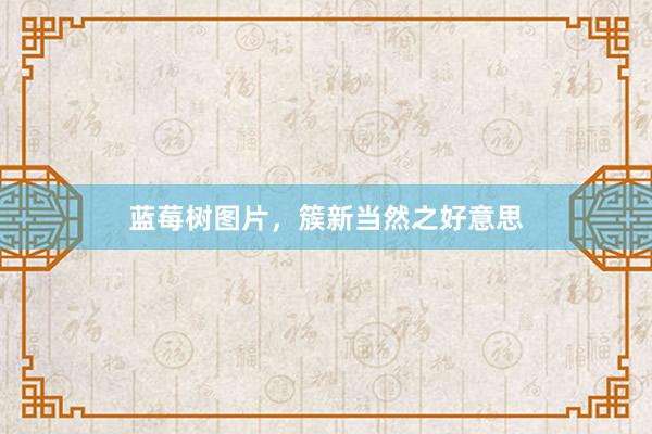 蓝莓树图片，簇新当然之好意思